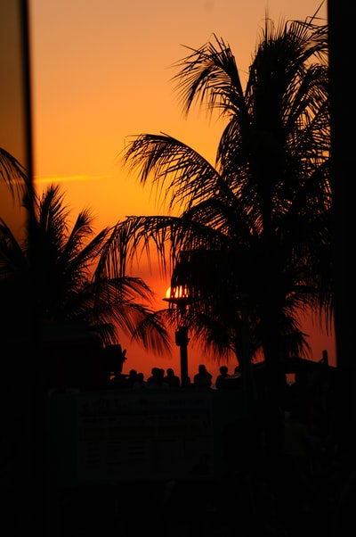 在日落棕榈树附近的建筑
